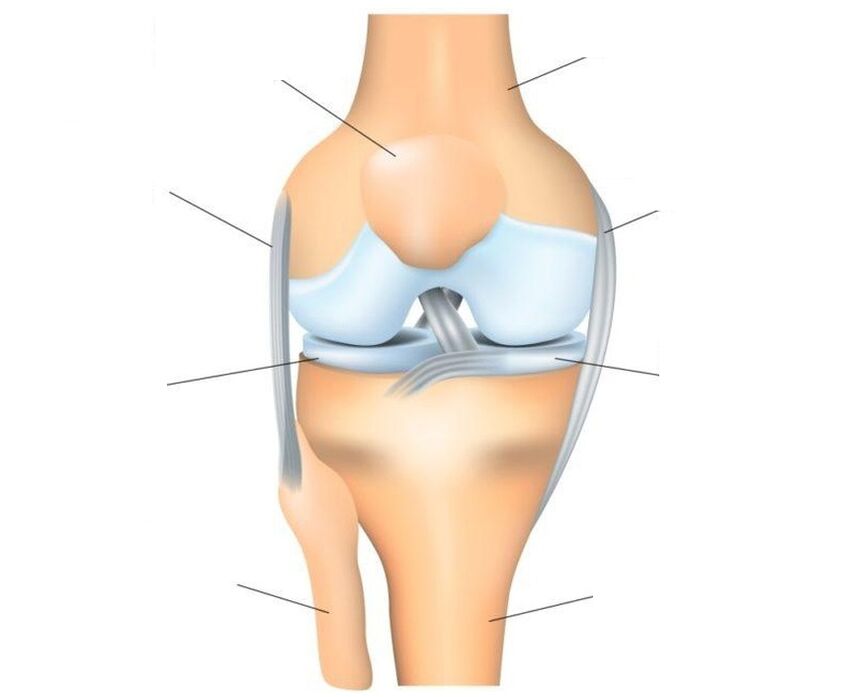 Struktur des Kniegelenks